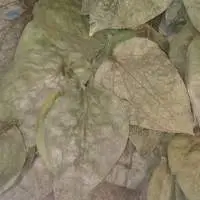 Natural Dry Betel Leaves