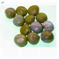 Seed Gataran Caesalpinia Crista