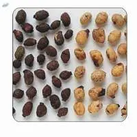 Jamun Seed (Syzygium Cumini)