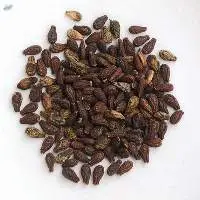 Sivalingee (Bryonopsis Laciniosa)