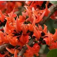 Tesu-Phhol (Butea Monosperma)
