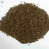NT Cassia Tora Semen Seeds