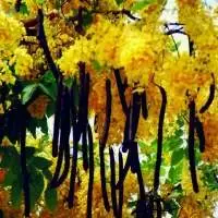 Amaltas (Cassia Fistula)
