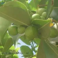 NT Natural Lasunda Fruit Cordial
