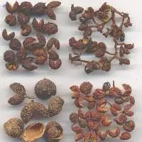 Tejpha l(Zanthoxylum Alatum)