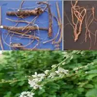 Shalparni Herb