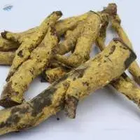 Saptarangi Root(Casearia Esculenta)