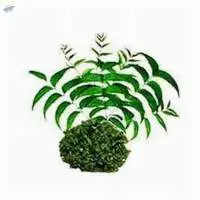 Natural Neem Leaves And Seeds