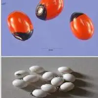 Ratti (Abrus Precatorius)