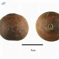 Dried Bael Fruit