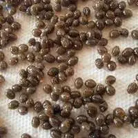 Papaya Seed Carica Papaya Seeds