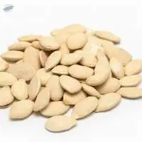 Pumpkin Seed (Cucurbita Maxima)