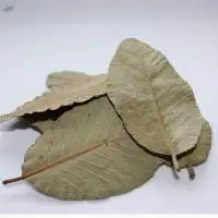 Dried Guava Leaves and powder