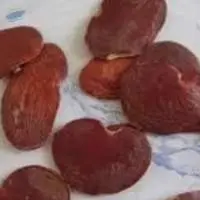 Brown Palash Papda (Butea Monosperma)