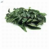Green Curry Leaves Kari Patta