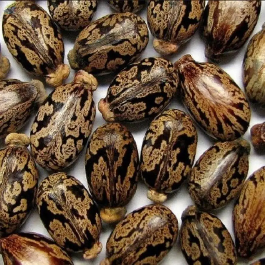 Raw Castor Seed